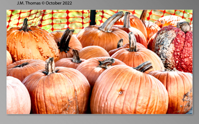 October Pumpkins-1.jpg